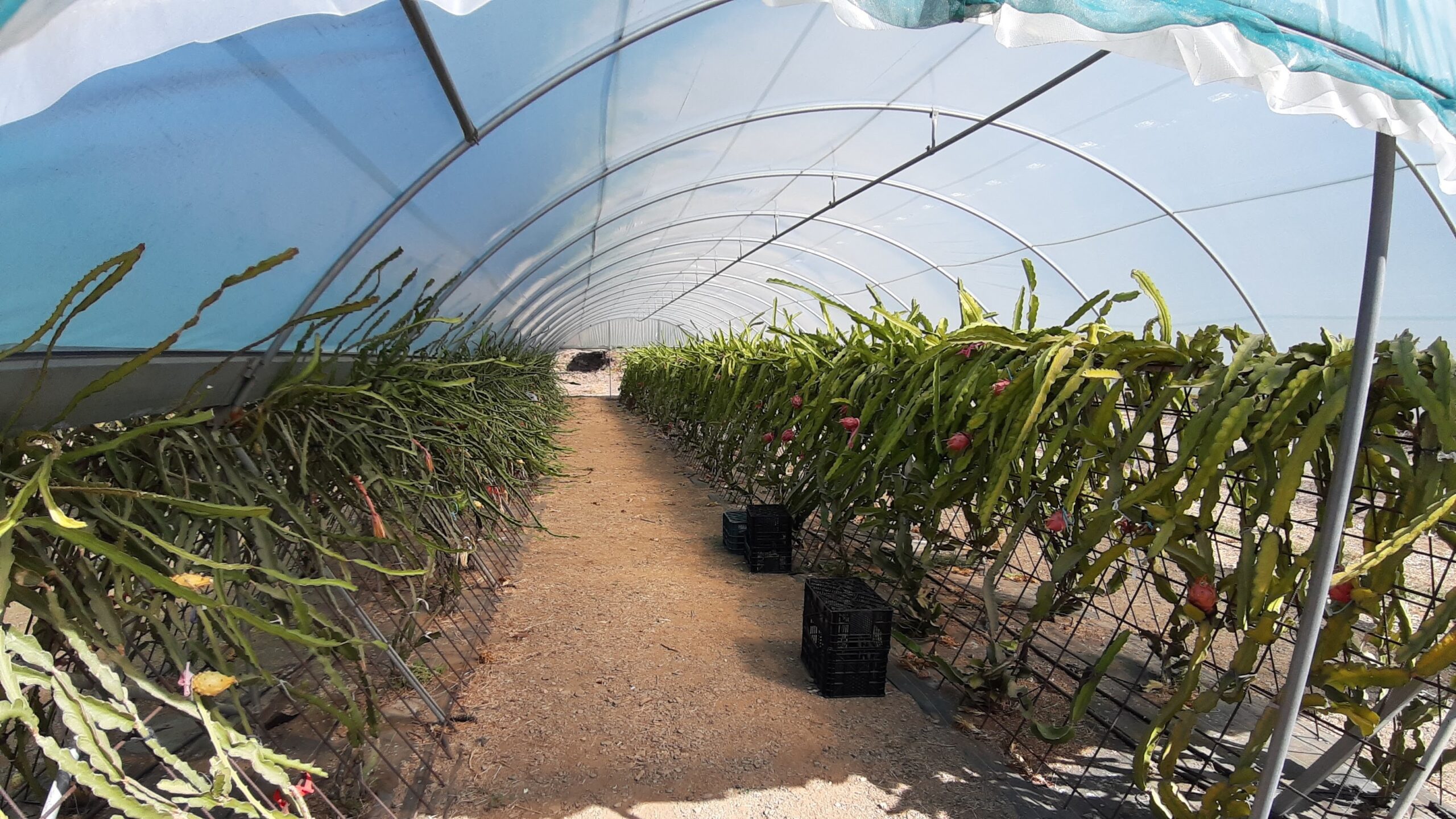 cultivo de pitahaya, fruto del dragón en invernadero